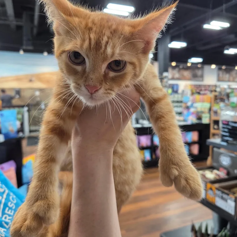 A baby medium-sized male Domestic Short Hair cat named Huggy for adoption in Warwick, RI