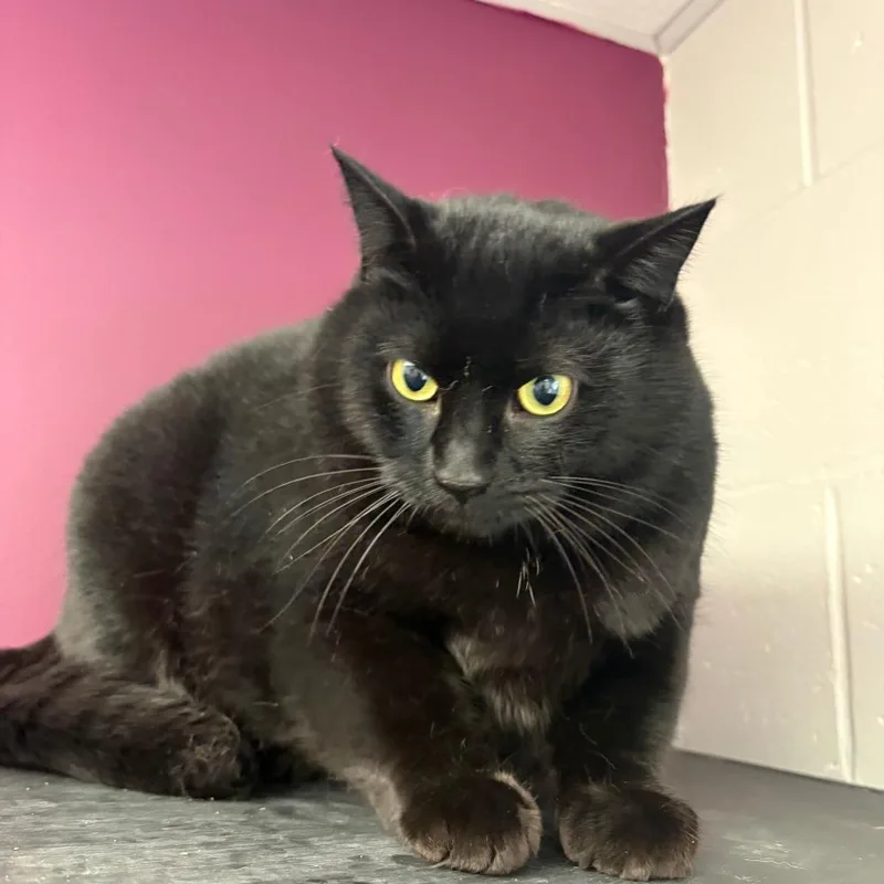An adult extra large-sized male Black American Shorthair cat named Pantera for adoption in Brockton, MA