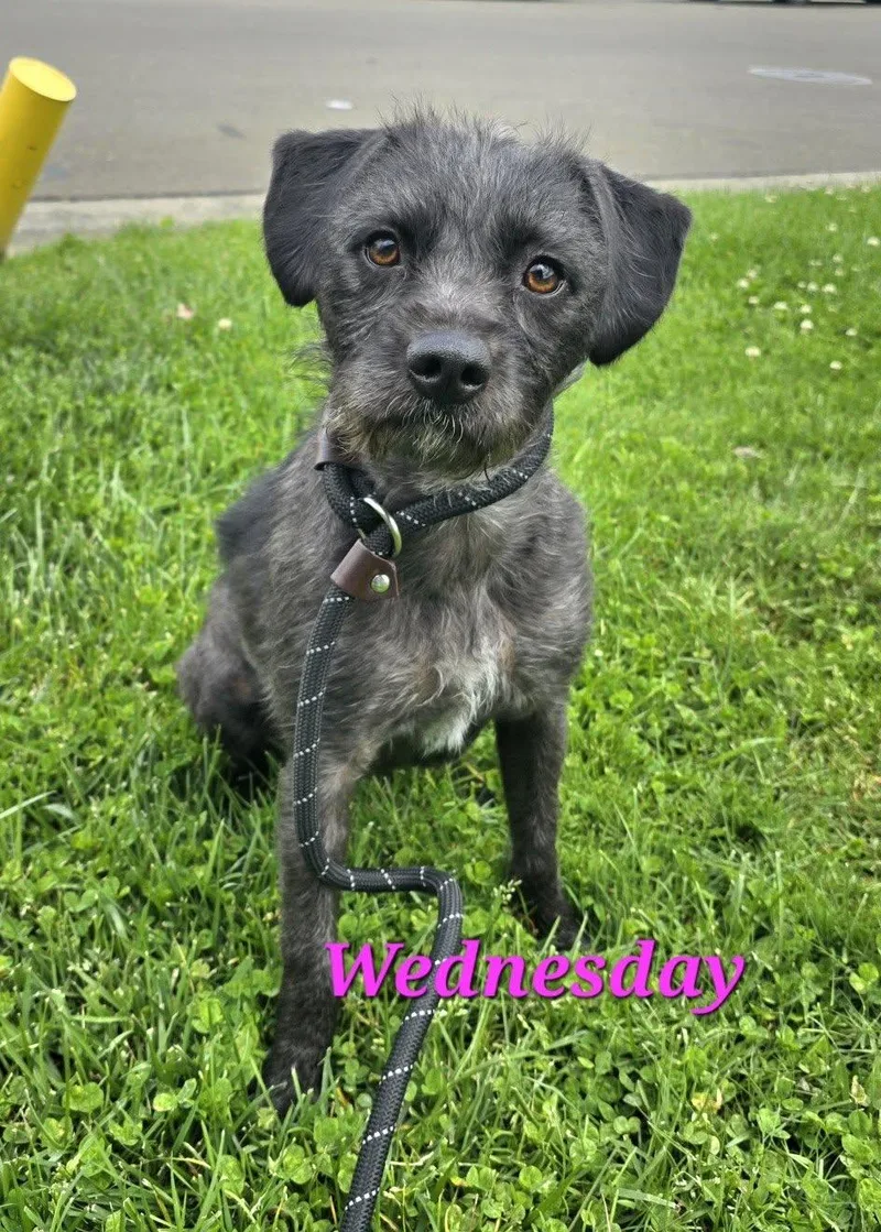 An adult small-sized female Terrier dog named Wednesday for adoption in Modesto, CA