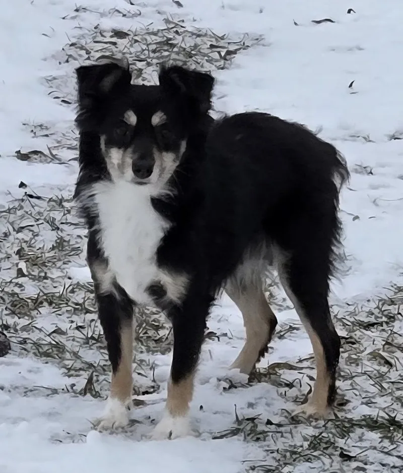 An adult small-sized female Australian Shepherd dog named Whisper for adoption in South Bend, IN
