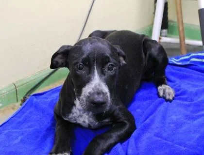 A baby medium-sized female Hound dog named Glinda for adoption in Picayune, MS