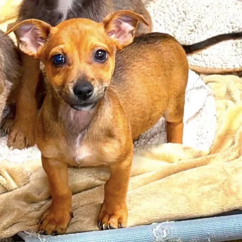 A baby small-sized male Red / Chestnut / Orange Chihuahua dog named Cheeto for adoption in Baton Rouge, LA