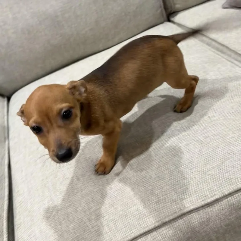 Cheeto thumbnail 2