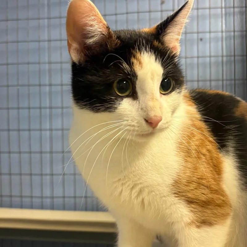 An adult medium-sized female Calico American Shorthair cat named Joni for adoption in Tipton, IA