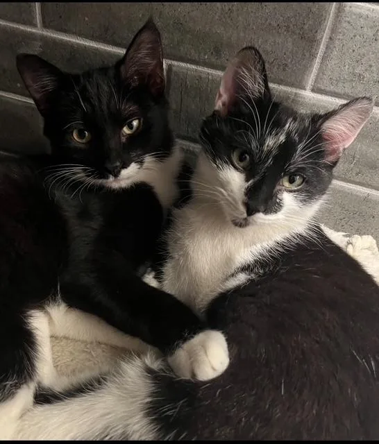 A baby medium-sized male Black & White / Tuxedo Domestic Short Hair cat named Doyle & Chaucer: Two for adoption in Stamford, CT