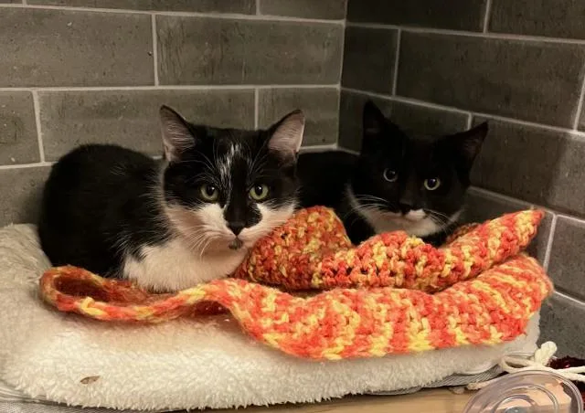 Doyle & Chaucer: Two thumbnail 4