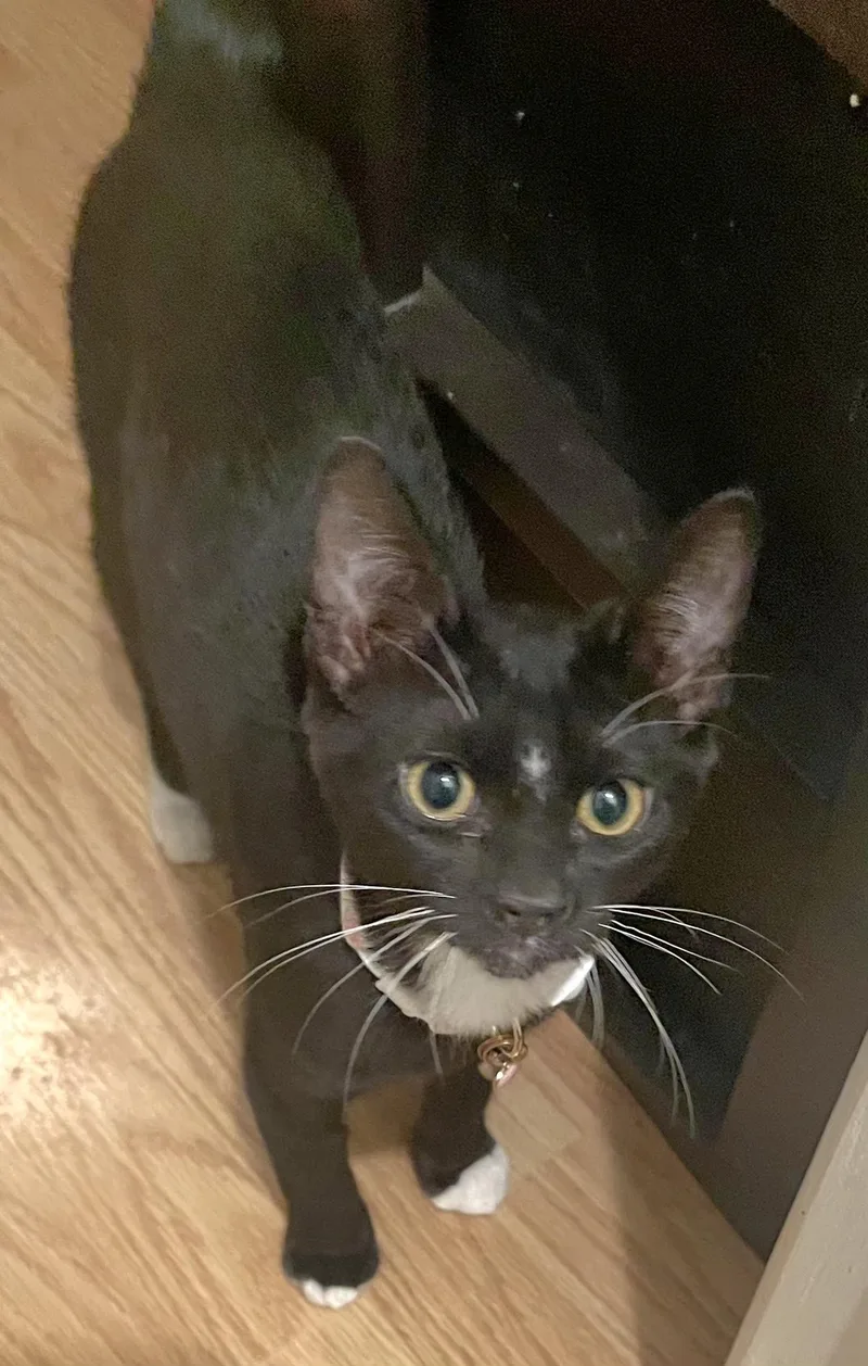 Victoria thumbnail 2