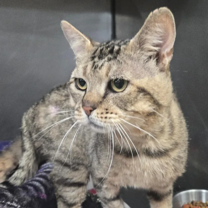 A senior large-sized male Brown / Chocolate Domestic Short Hair cat named Big Worm for adoption in San Jacinto, CA