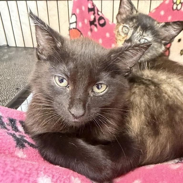A baby small-sized female Domestic Short Hair cat named Cornucopia for adoption in Los Angeles, CA