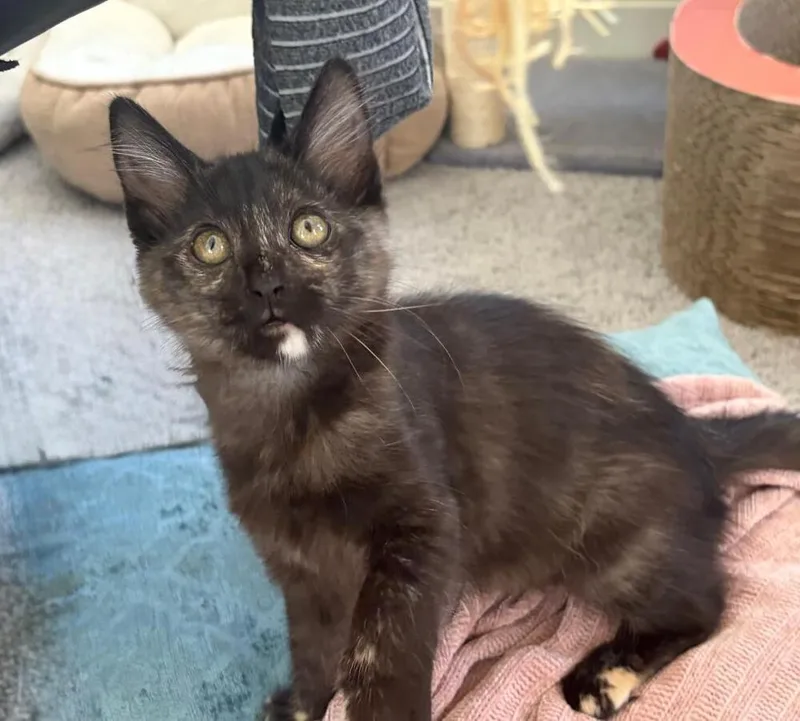 A baby medium-sized female Domestic Short Hair cat named Minka for adoption in Oceanside, CA