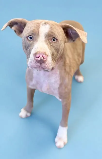 A young medium-sized male Pit Bull Terrier dog named Trigger for adoption in Bowling Green, KY