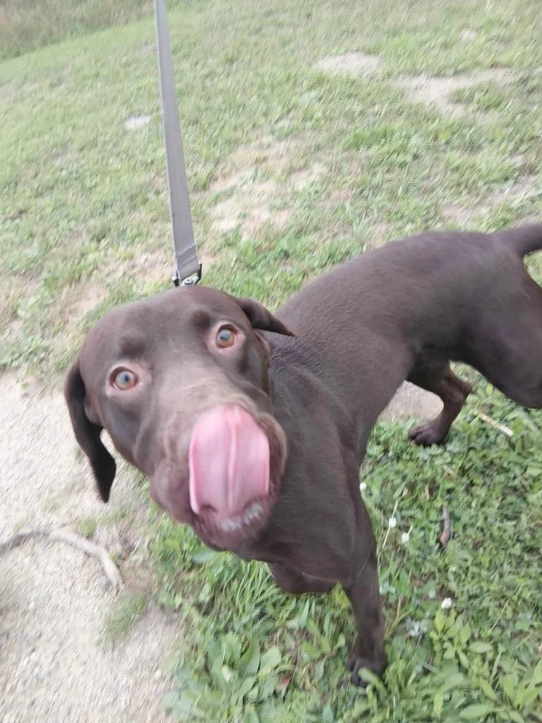 A young large-sized male Labrador Retriever dog named Count Chocula for adoption in Grand Rapids, MN