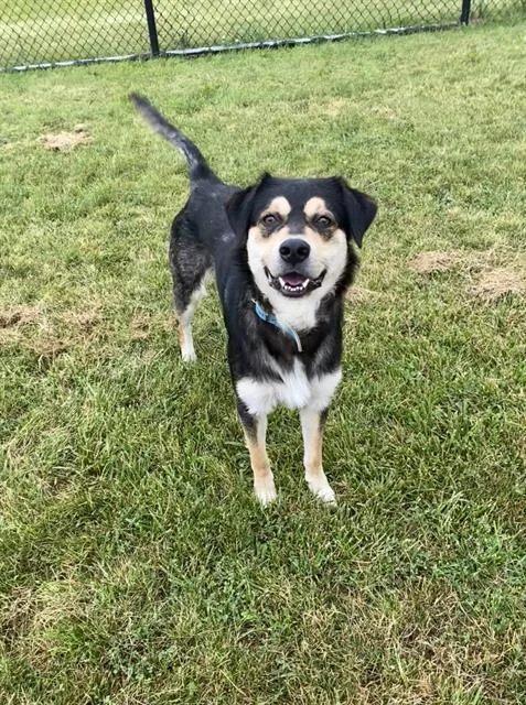 An adult medium-sized male English Shepherd dog named Arthur for adoption in Fort Wayne, IN