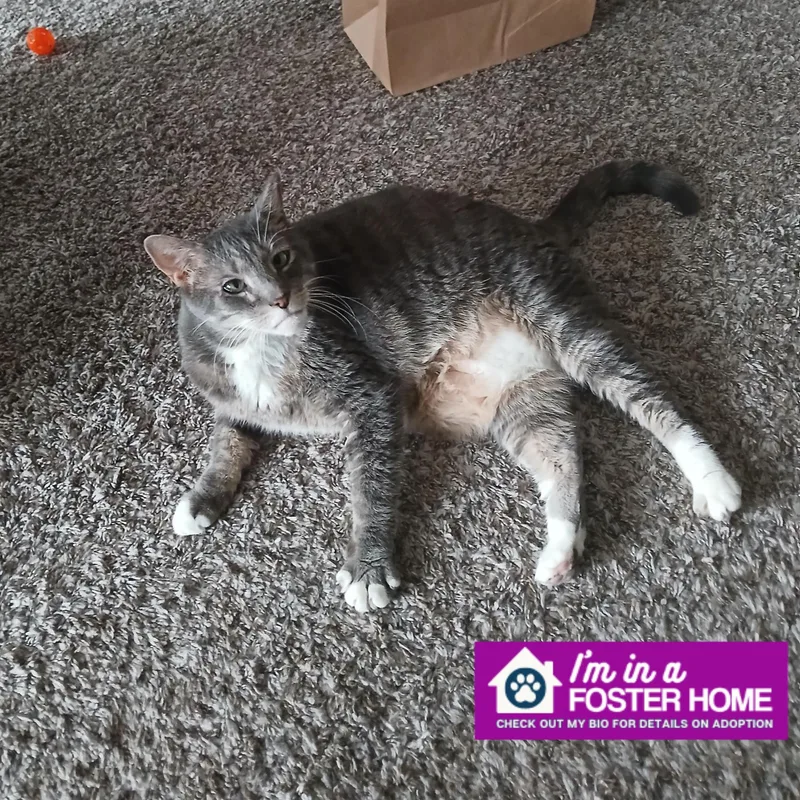 A senior medium-sized female Domestic Short Hair cat named GrayC for adoption in Reisterstown, MD