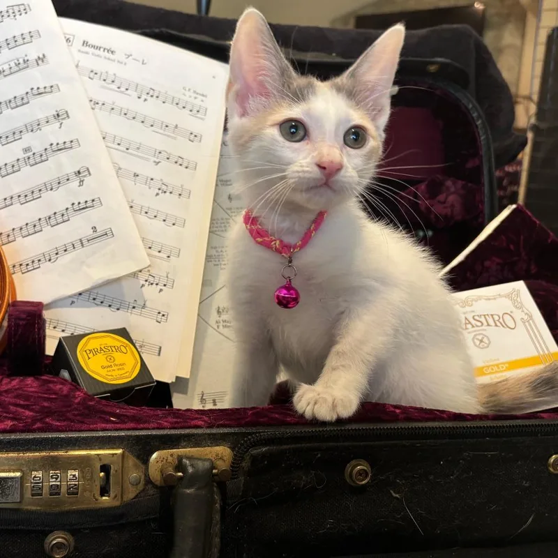A baby small-sized female White Domestic Short Hair cat named Etude for adoption in Bastrop, TX