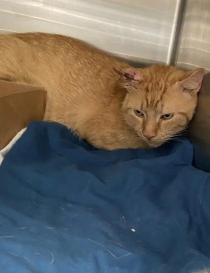 An adult small-sized male Domestic Short Hair cat named Palpatine for adoption in West Chester, PA