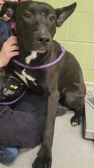 A young medium-sized male German Shepherd Dog dog named Gilligan for adoption in Indianapolis, IN