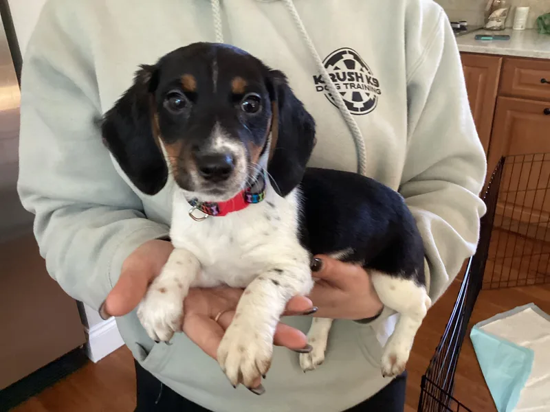 A baby small-sized female Tricolor (Brown, Black, & White) Beagle dog named Echo for adoption in Barnegat, NJ