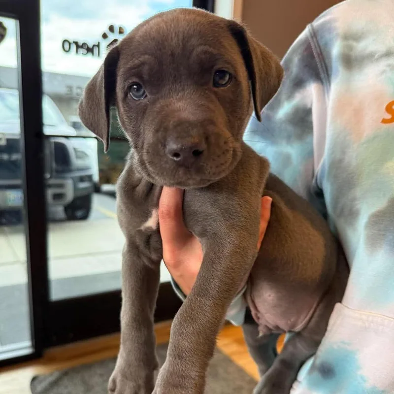 A baby medium-sized male Gray / Blue / Silver Mixed Breed dog named Suede for adoption in Bend, OR