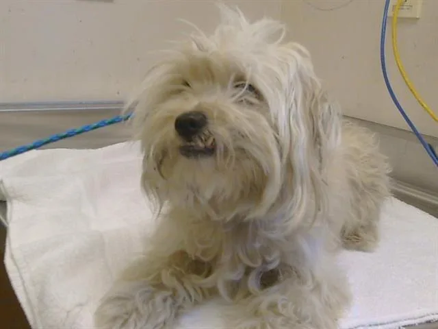 An adult small-sized female Maltese dog named Luna for adoption in Sacramento, CA