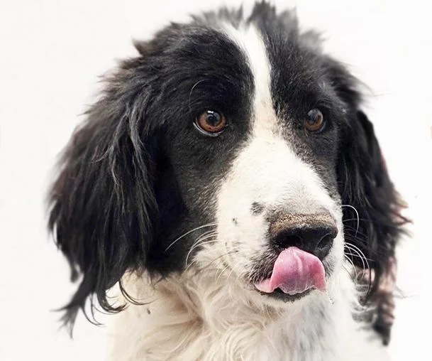 An adult medium-sized male Border Collie dog named Garret for adoption in Tucson, AZ