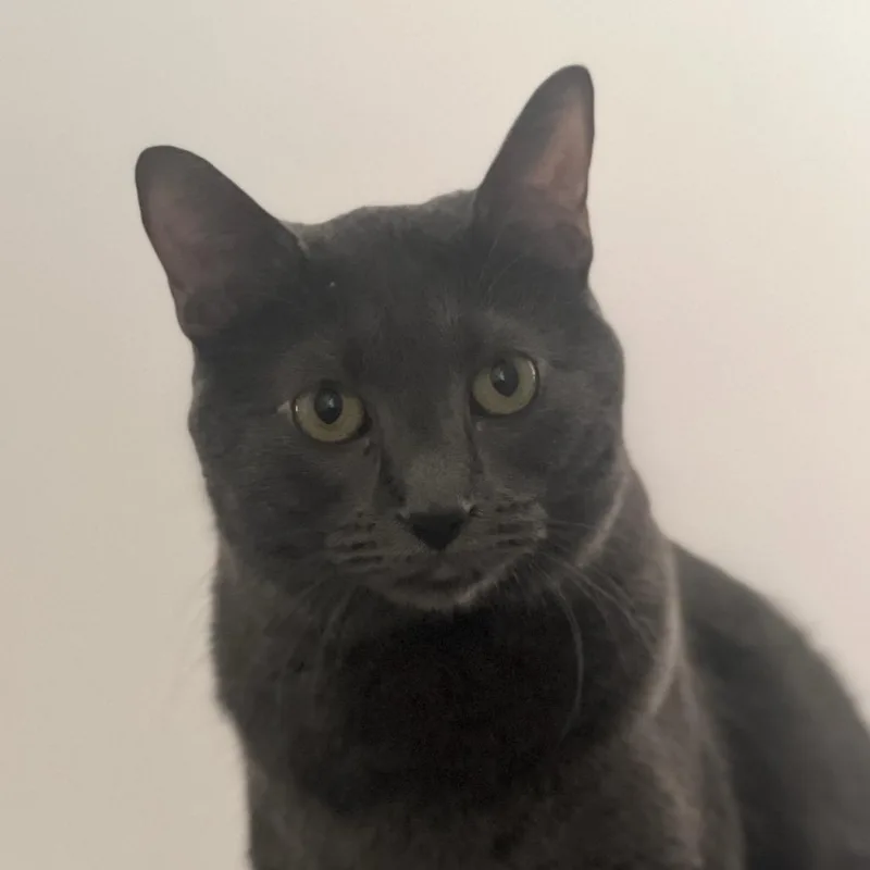 An adult extra large-sized male Gray / Blue / Silver Domestic Short Hair cat named Mako for adoption in Wahiawa, HI