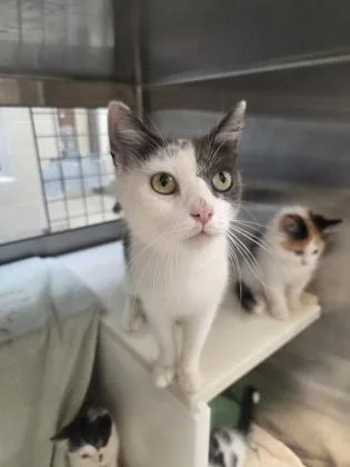 An adult medium-sized female Domestic Short Hair cat named Meadow for adoption in Westland, MI