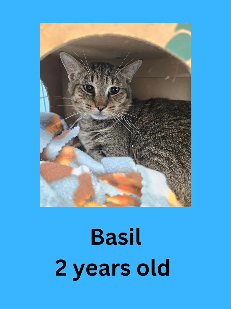 An adult medium-sized male Tabby (Gray / Blue / Silver) Domestic Short Hair cat named Basil for adoption in Ravenna, OH