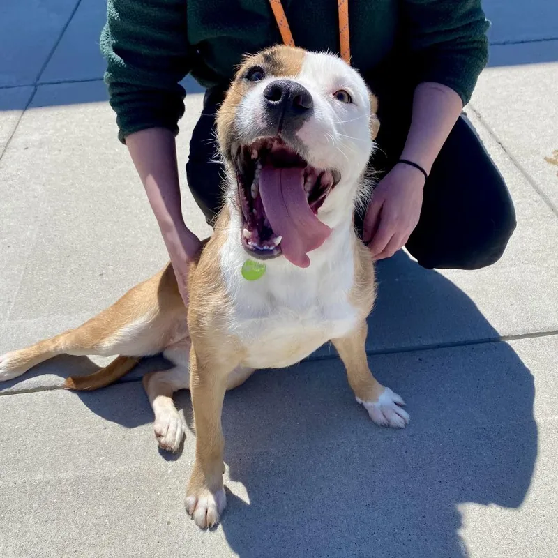 A young medium-sized female Yellow / Tan / Blond / Fawn Mixed Breed dog named Jada for adoption in Cheyenne, WY