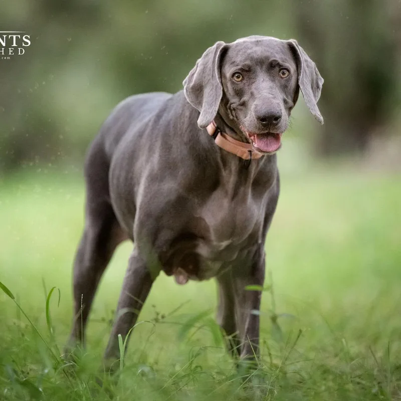 A senior large-sized female Gray / Blue / Silver Weimaraner dog named Zena for adoption in Parrish, FL
