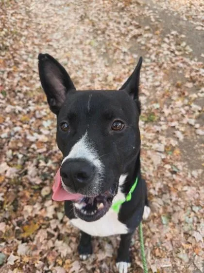 An adult medium-sized female Mixed Breed dog named Beezy for adoption in Atlanta, GA