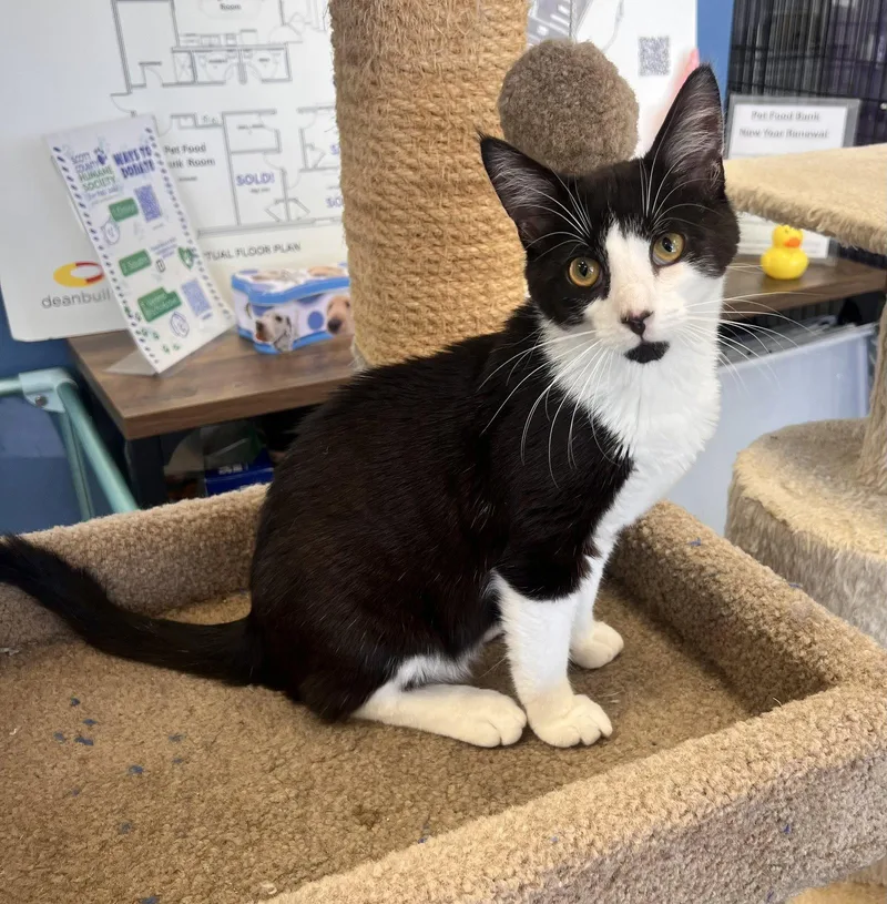 A young medium-sized male Black & White / Tuxedo Domestic Short Hair cat named Zebedee for adoption in Georgetown, KY
