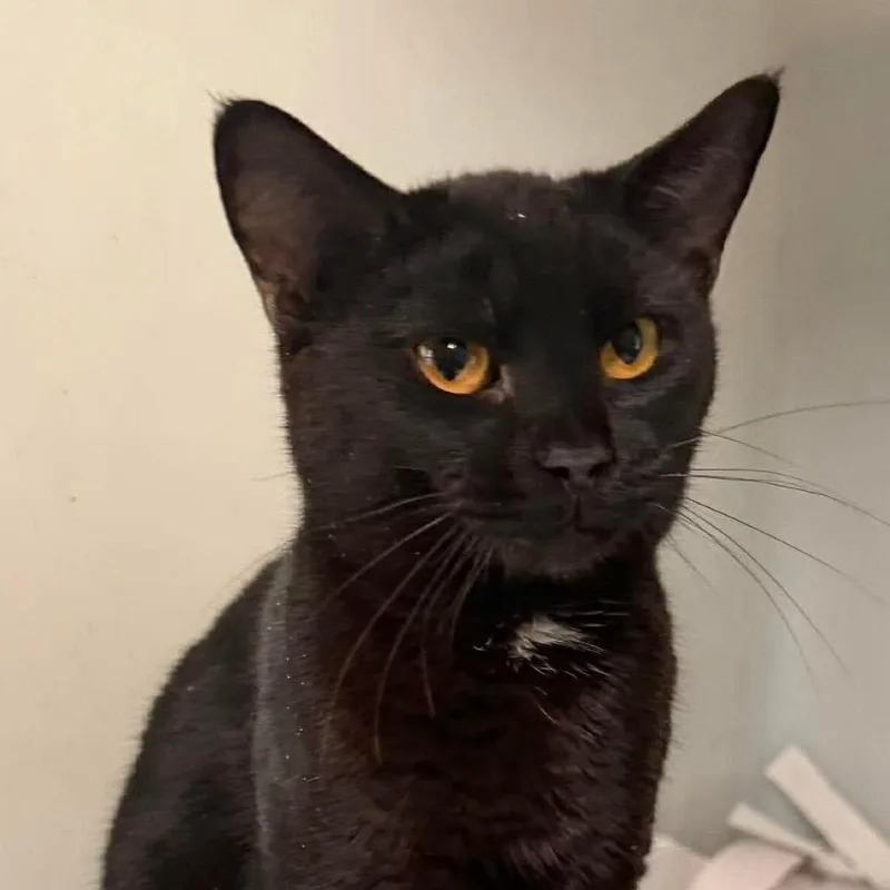 A young medium-sized male Black Domestic Short Hair cat named Timmy for adoption in Washington, DC