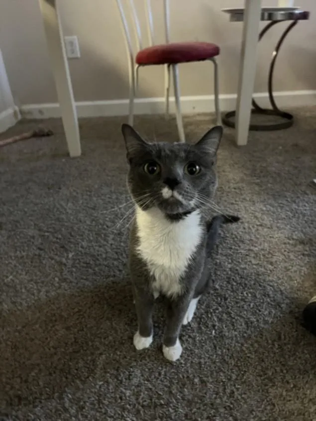 An adult medium-sized male Domestic Short Hair cat named Bullet for adoption in Derwood, MD