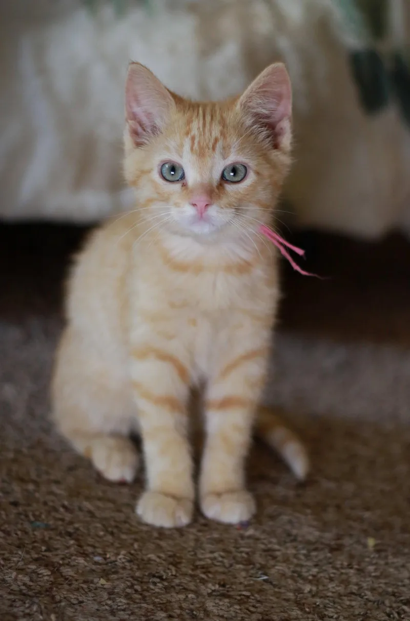 Garfield Gilmore thumbnail 3