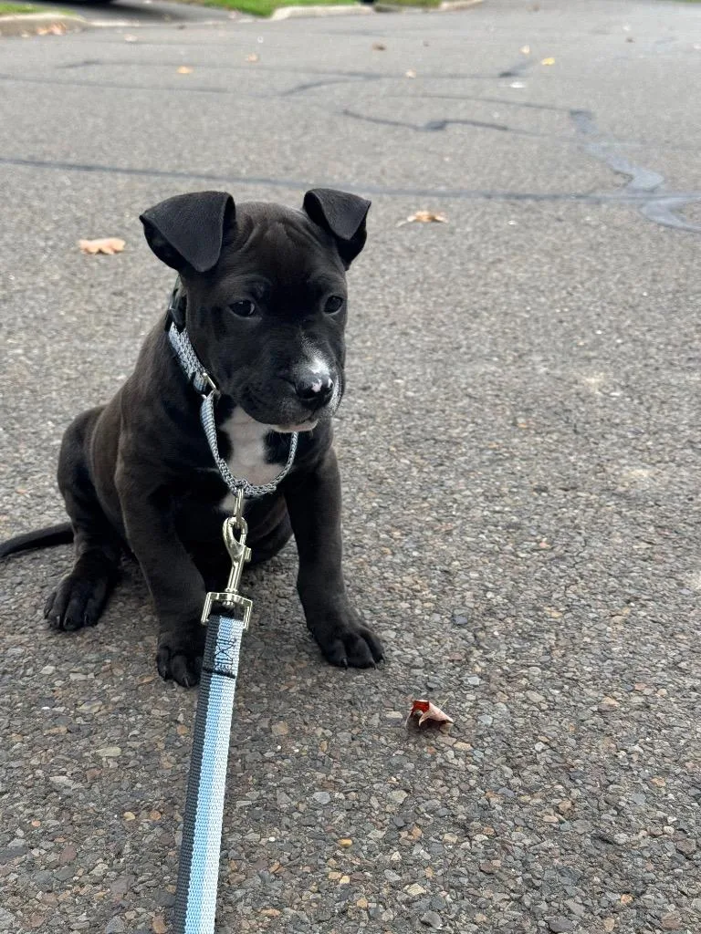 A baby large-sized male American Staffordshire Terrier dog named Leo for adoption in Ewing, NJ