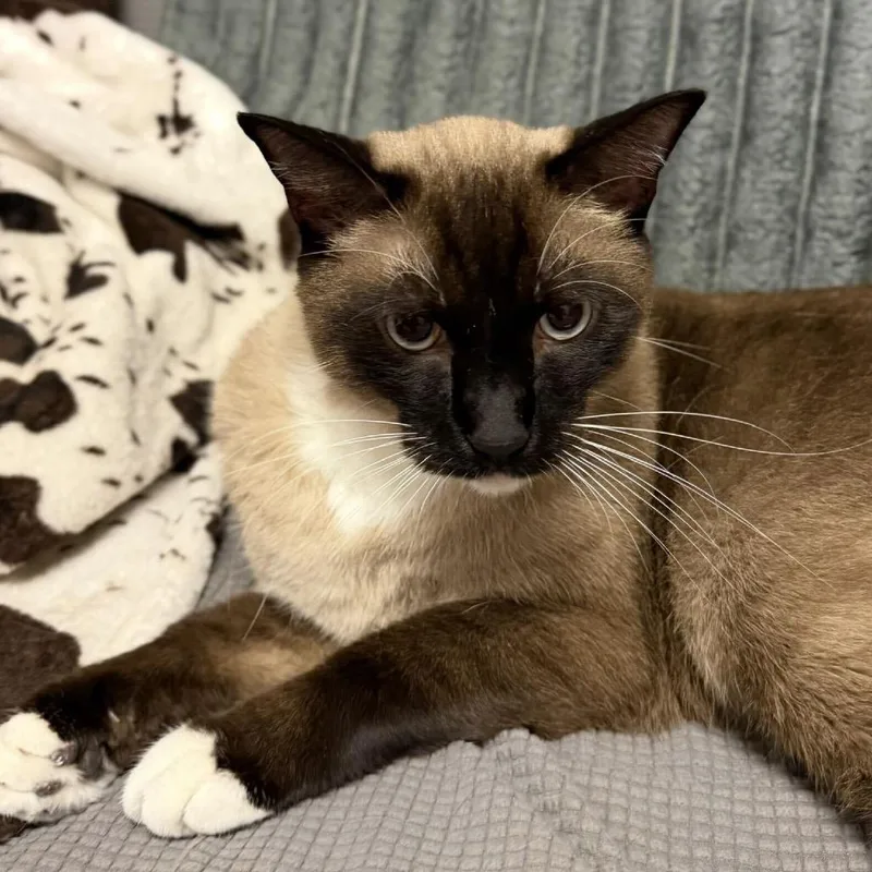 A young large-sized male Brown / Chocolate Domestic Short Hair cat named Beetlejuice for adoption in Buffalo, MN