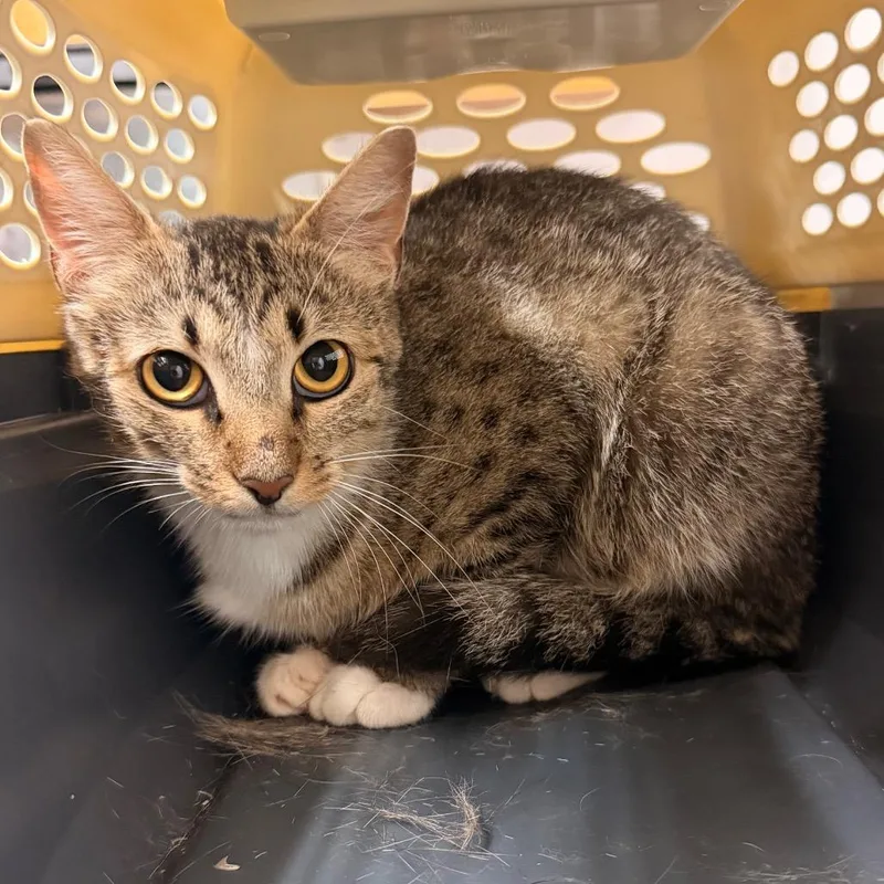 A young medium-sized female Gray / Blue / Silver Domestic Short Hair cat named Mitzy for adoption in Evensville, TN