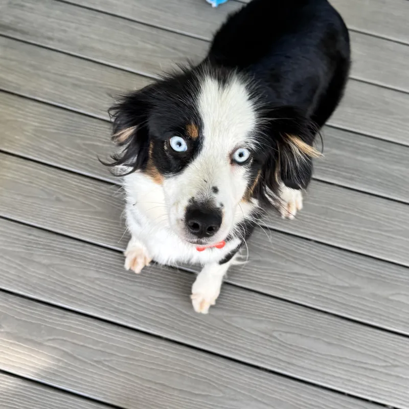 A young small-sized female Tricolor (Brown, Black, & White) Australian Shepherd dog named Zena for adoption in Louisburg, KS