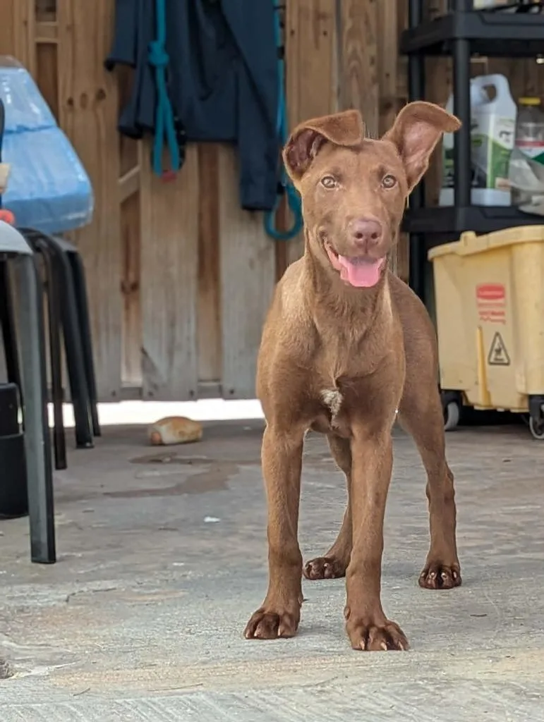 A baby medium-sized female Labrador Retriever dog named Honeywheat for adoption in Sebastian, FL