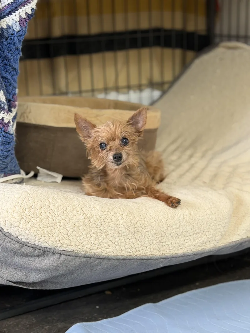 A senior small-sized female Bicolor Yorkshire Terrier dog named Izzy for adoption in Globe, AZ