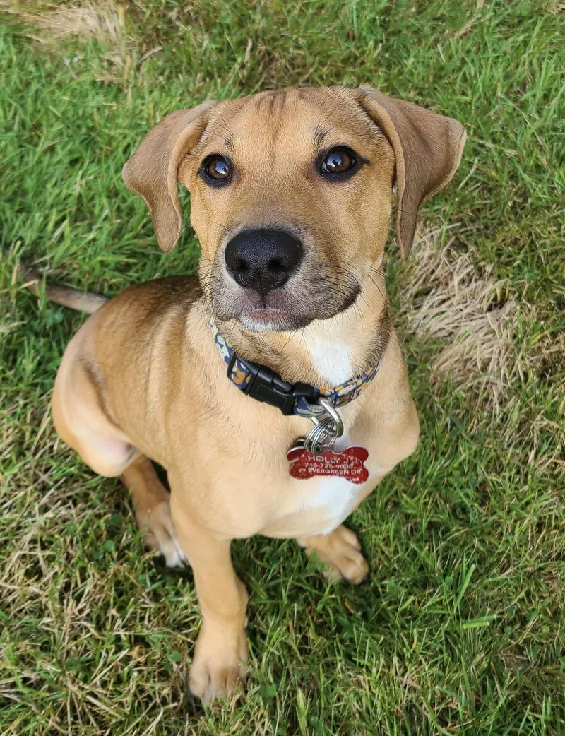 A young medium-sized male Beagle dog named Jasper for adoption in Tonawanda, NY