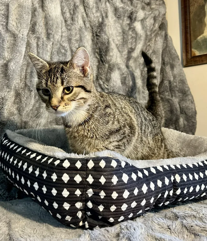 A baby medium-sized female Tabby (Gray / Blue / Silver) Tabby cat named Junebug for adoption in Gulfport, MS