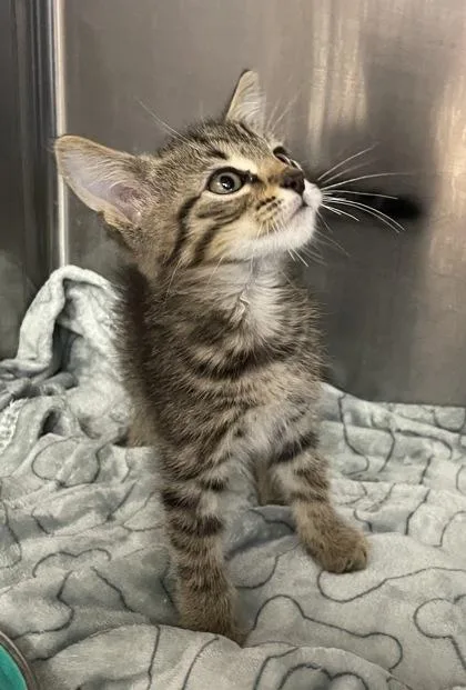 A baby small-sized male Domestic Short Hair cat named Ruby for adoption in Houston, TX