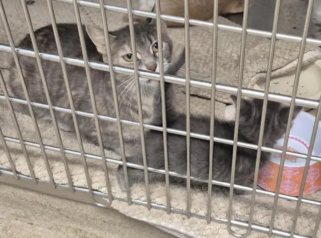 A baby small-sized female Domestic Short Hair cat named Lyra for adoption in Decatur, IL
