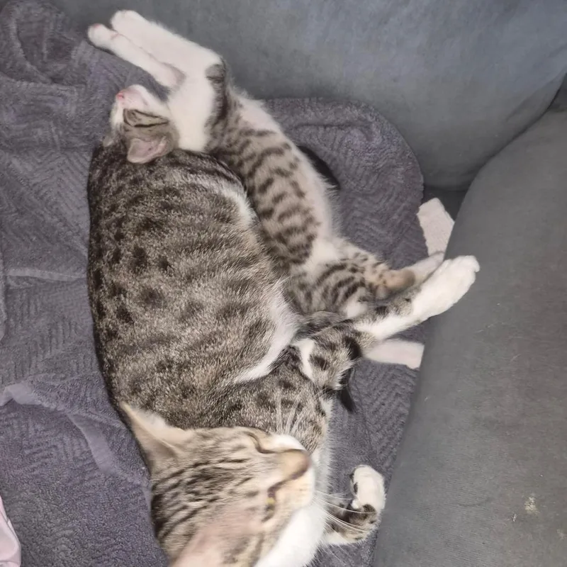 A baby small-sized male Brown / Chocolate Domestic Short Hair cat named Beanie Weenies for adoption in San Antonio, TX