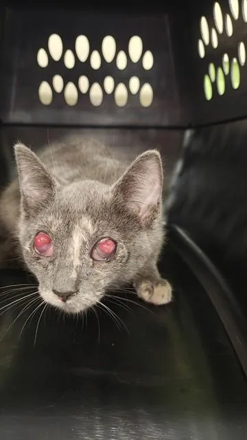 A baby small-sized female Domestic Short Hair cat named Lachesis for adoption in Louisville, KY