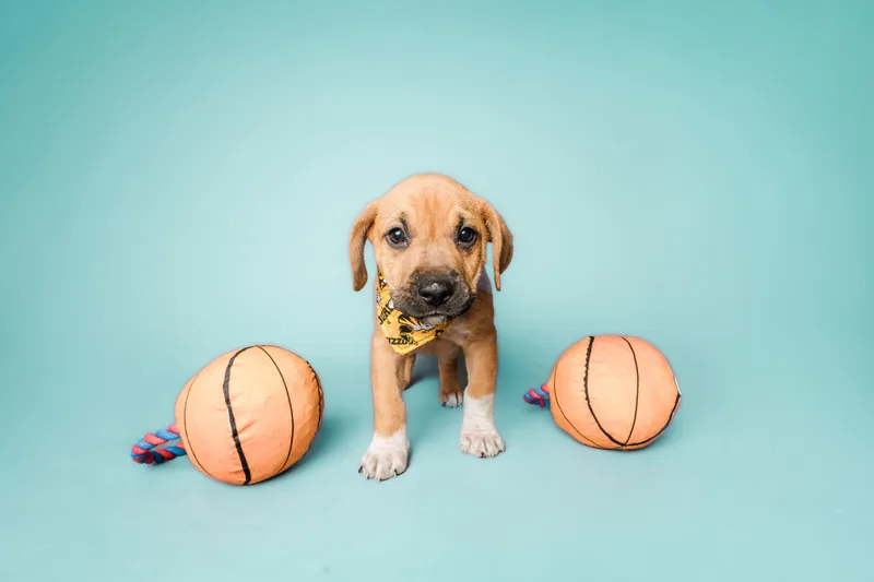 March Madness Litter thumbnail 2