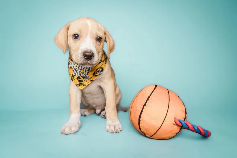 March Madness Litter thumbnail 3