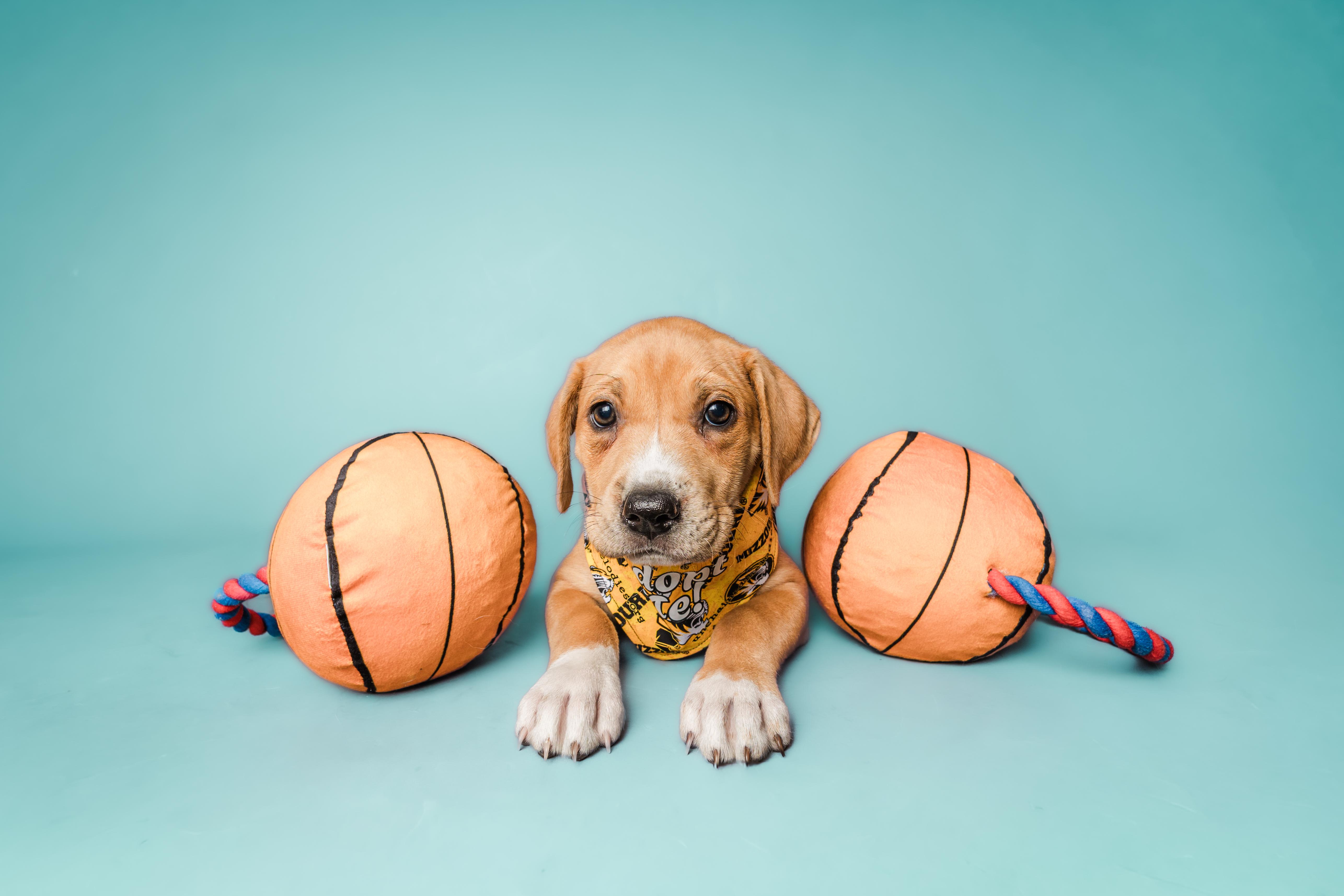 March Madness Litter thumbnail 4